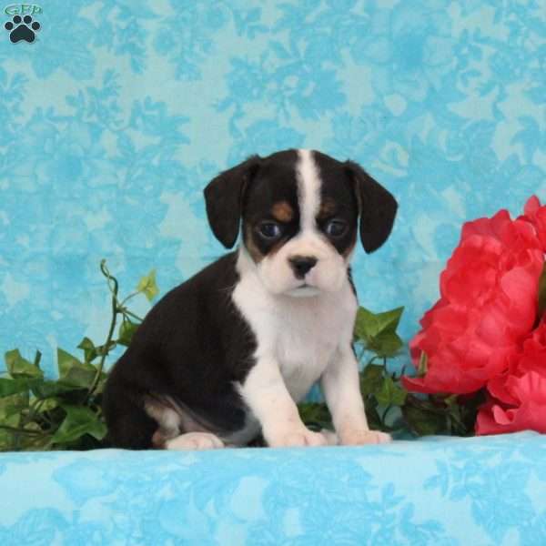 Chocolate, Boston Terrier Mix Puppy